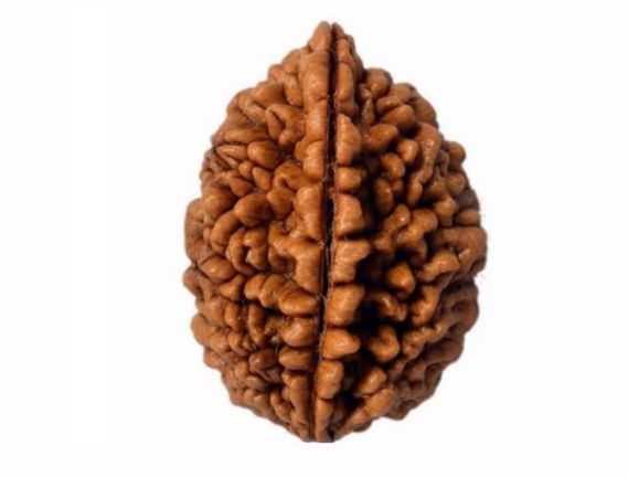 Manufacturer, Exporter, Importer, Supplier, Wholesaler, Retailer, Trader of Ek Mukhi Rudraksha in New Delhi, Delhi, India.