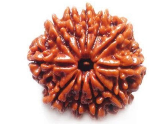 Manufacturer, Exporter, Importer, Supplier, Wholesaler, Retailer, Trader of 11 Mukhi Rudraksha in New Delhi, Delhi, India.