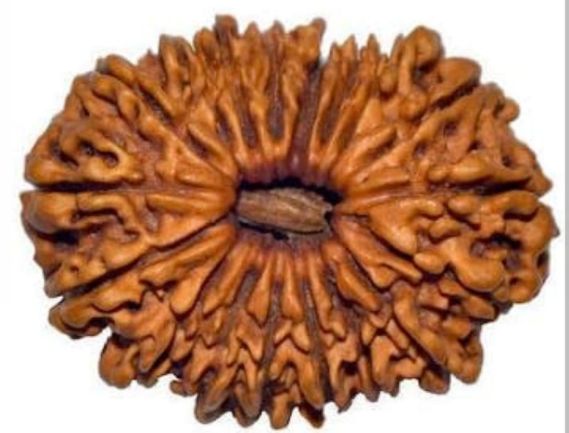 Manufacturer, Exporter, Importer, Supplier, Wholesaler, Retailer, Trader of 18 Mukhi Rudraksha in New Delhi, Delhi, India.