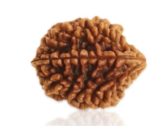 Manufacturer, Exporter, Importer, Supplier, Wholesaler, Retailer, Trader of 2 Mukhi Rudraksha in New Delhi, Delhi, India.