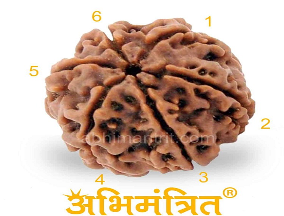 Manufacturer, Exporter, Importer, Supplier, Wholesaler, Retailer, Trader of 6 Mukhi Rudraksha in New Delhi, Delhi, India.