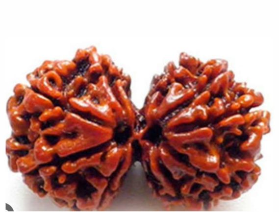 Manufacturer, Exporter, Importer, Supplier, Wholesaler, Retailer, Trader of Gauri Shankar Rudraksha in New Delhi, Delhi, India.