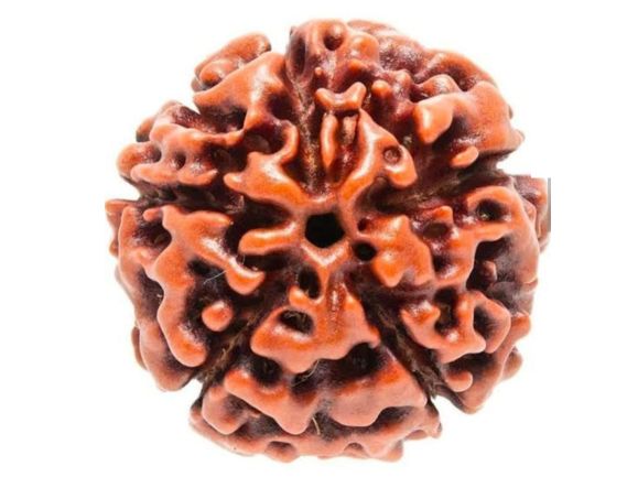 Manufacturer, Exporter, Importer, Supplier, Wholesaler, Retailer, Trader of Panchmukhi Rudraksha in New Delhi, Delhi, India.